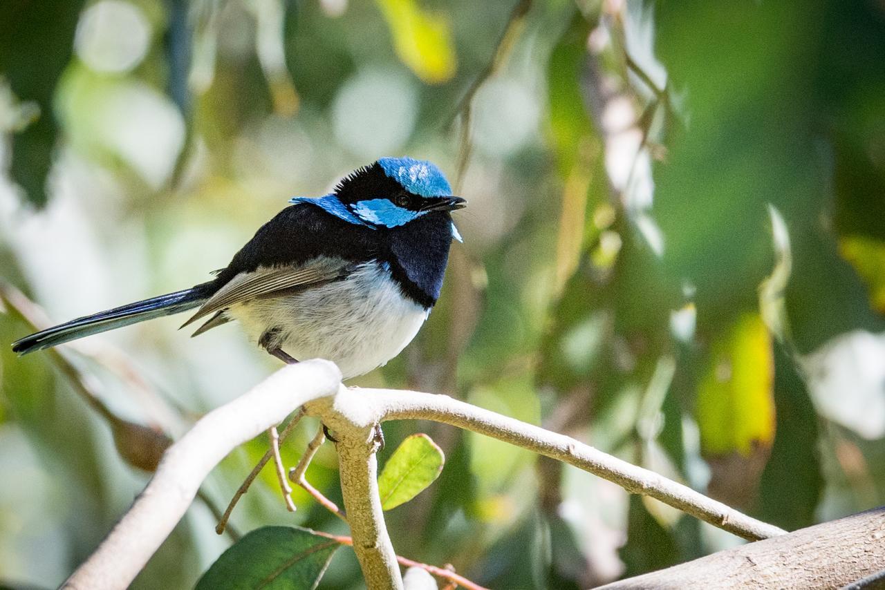 Fairy Wren Cottage Country To Coast Retreat Wallington Eksteriør billede